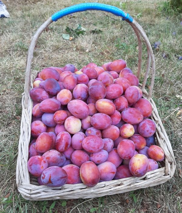 220824 Plum Harvest