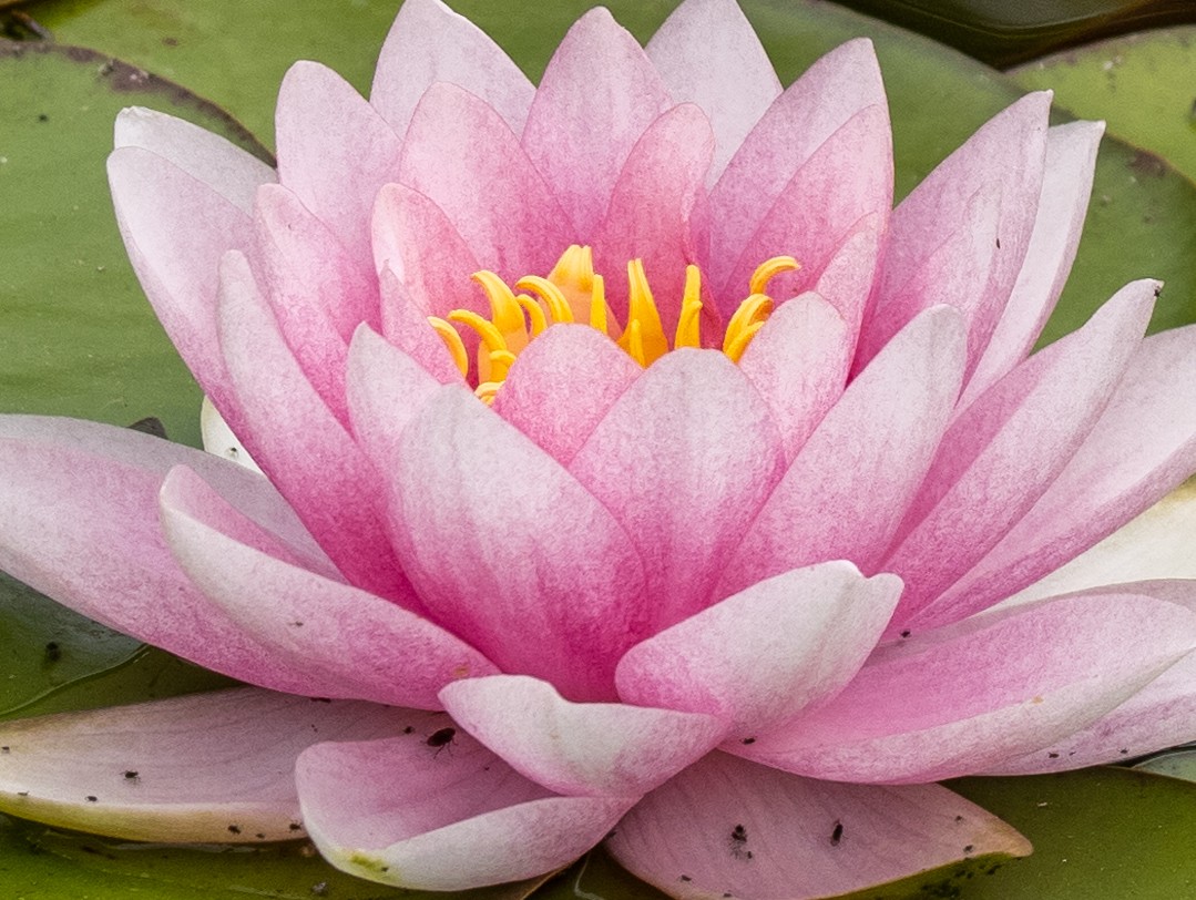 1Cropped Waterlily