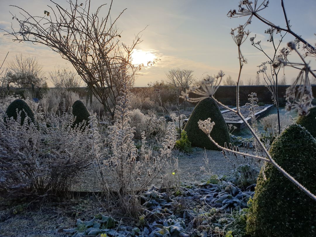 Cropped Frosty Potager