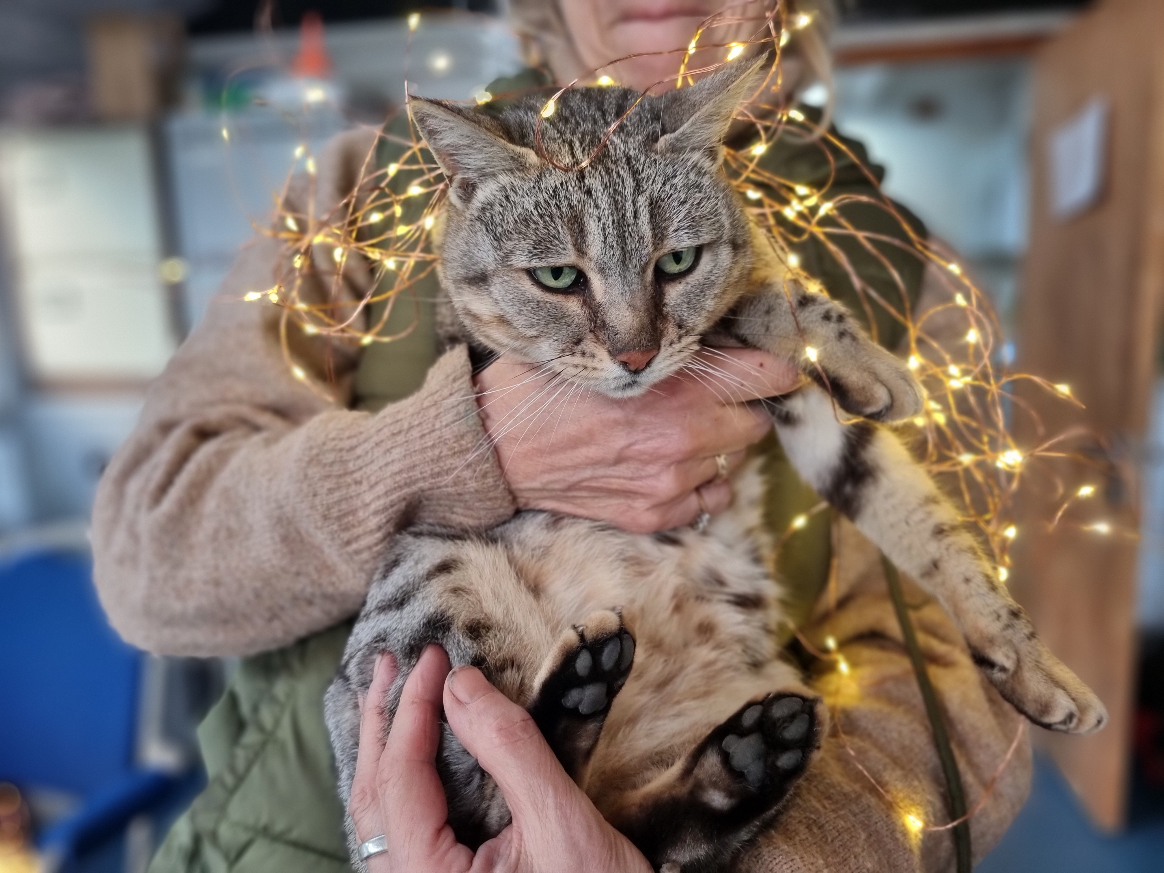 20251120 Arrietty Christmas