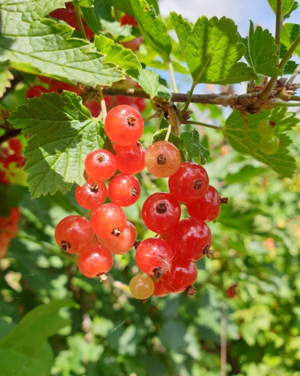 220713 Redcurrants