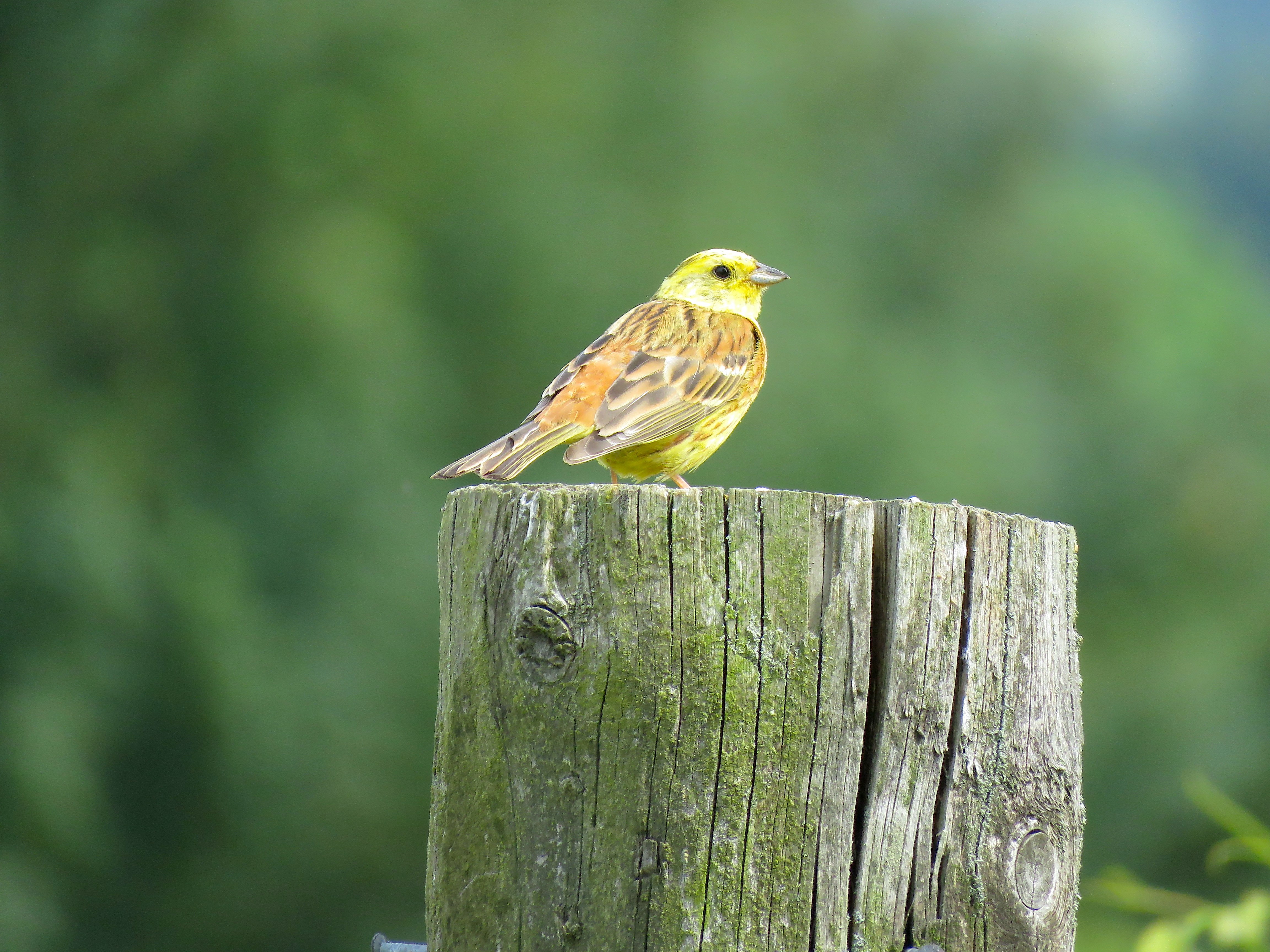 210806 Male Yellowhammer Vineyard 1